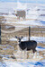 Deer and cow with fence winter/spring - sustainable beef images