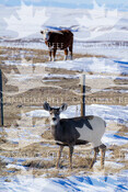 Deer and cow with fence winter/spring - sustainable beef images
