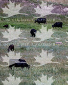 Cattle and coyote on grassland - sustainable beef images