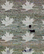 Cattle and coyote passer by on grassland - sustainable beef images