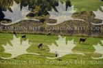 cattle and deer on summer landscape