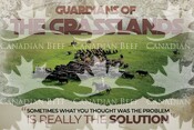 Guardians of the Grasslands Teacher Postcard