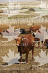 red cattle