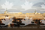 western feedlot cattle grouping