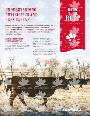 Fact Sheet - Understanding Antibiotics And Beef Cattle