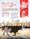 FR Fact Sheet - Understanding Antibiotics And Beef Cattle
